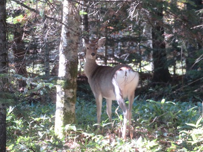 林道にいたエゾシカ