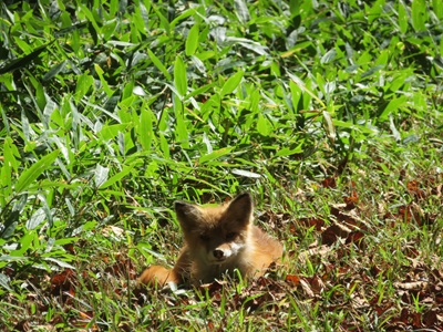 林道脇にいたキタキツネ