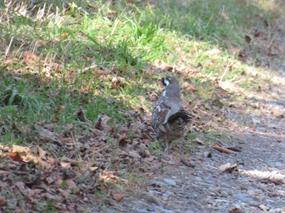 林道上を歩いていたエゾライチョウ