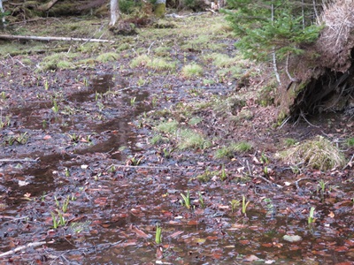 エゾシカに食べられてしまったミズバショウの葉の様子