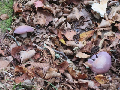 ムラサキシメジ