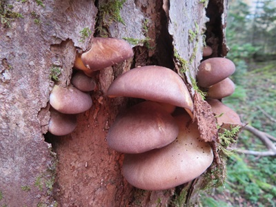 木に発生したムキタケ