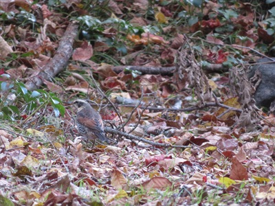 枯れ葉の上にいるツグミの様子