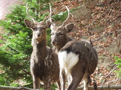 林道脇にいた2頭のエゾシカ