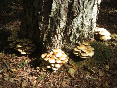 木の根元にびっしりと生えたスギタケモドキ