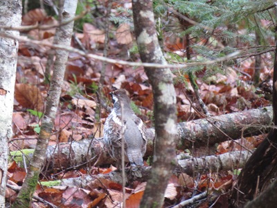 木の枝に止まる丸々としたエゾライチョウ