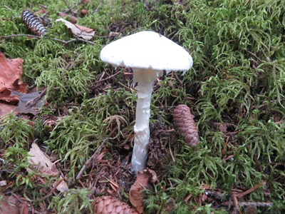 真っ白なドクツルタケ