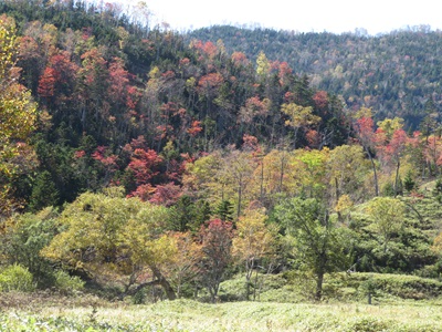 林道終点周辺の紅葉の様子