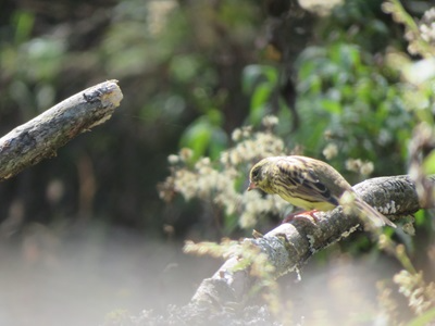 木の枝に止まるアオジ