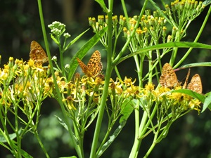 ハンゴンソウの蜜を吸うヒョウモンチョウ