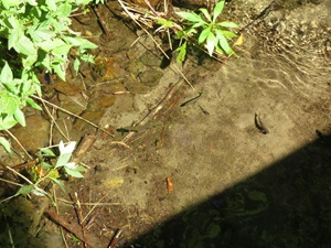 オショロコマ