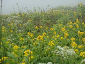 赤石川付近でもコガネギク