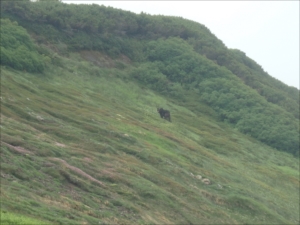 ヒグマ出没