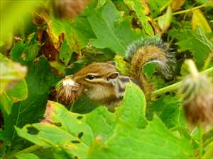 アザミを食べるエゾシマリス