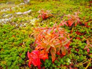 ヒメイワタデの紅葉