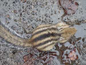 大忙しのエゾシマリス