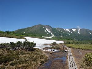 今日の第一花畑の様子です。