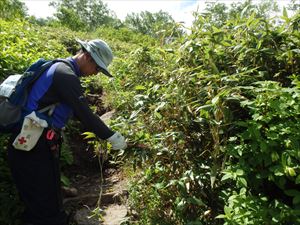 五合目から七合目にかけて歩道の笹刈りを行いました。