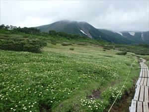 第二花畑のチングルマが見頃を迎えています。