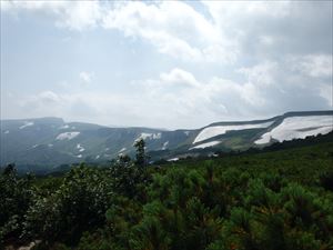 万年雪