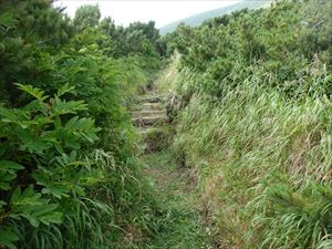 歩道のルート確保のため、草刈りを行いました。