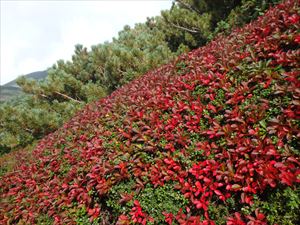 ウラシマツツジの紅葉