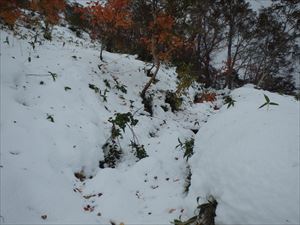 登山道