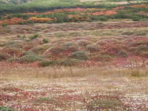 チングルマの紅葉