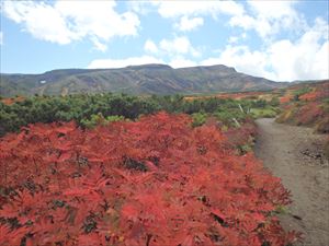 ナナカマドの紅葉