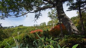 第一花畑手前が色づき始めました。