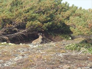 エゾユキウサギ