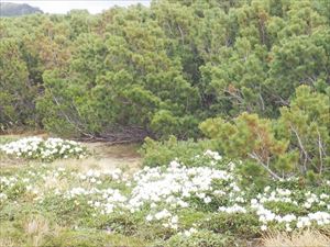 残雪に覆われた緑岳ですが、雪解けが進んだ第一花畑にキバナシャクナゲが咲いていました。