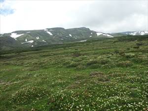 チングルマ群落と桂月岳