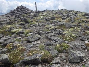 小泉岳の標柱