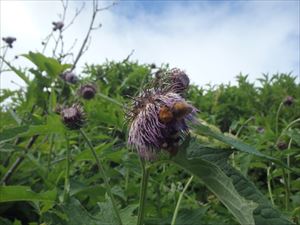 アザミは動物に大人気で、今日も蜂たちが花粉を求めて集まっていました