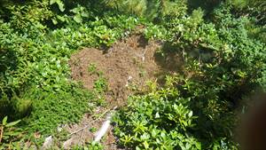 ヒグマがアリの巣を掘った痕