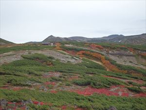 黒岳石室周辺の紅葉の様子