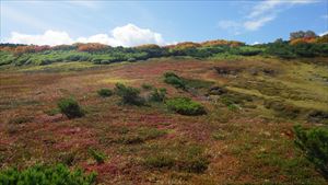 第一花畑、チングルマが紅い絨毯のようでした。