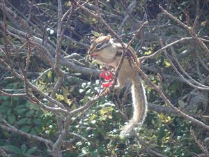 山頂からお鉢平方面