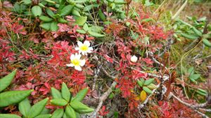 季節外れのチングルマの花を見つけました。