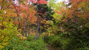 樹林帯も紅葉が進んできました。