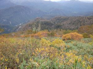 黒岳９合目の紅葉の様子