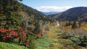 山の上は紅葉が終わり、麓が見頃となっています。