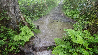 歩道は川