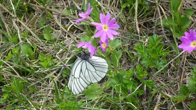 エゾコザクラの蜜を吸うエゾシロチョウ