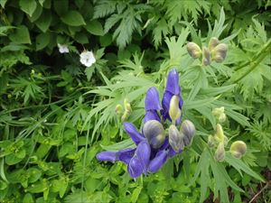 ダイセツトリカブト（紫の花）とトカチフウロ（白い花）