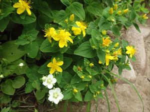 ハイオトギリ（黄色い花）とウメバチソウ（白い花）