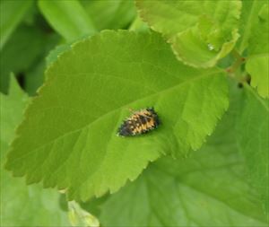 テントウムシの幼虫を見つけました。