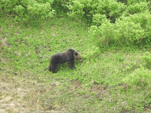 エイコの沢近くの歩道から200～300メートル先にヒグマが見えました