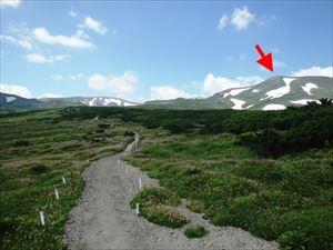 この時期にはチングルマの綿毛が見られました。北鎮岳（赤矢印）